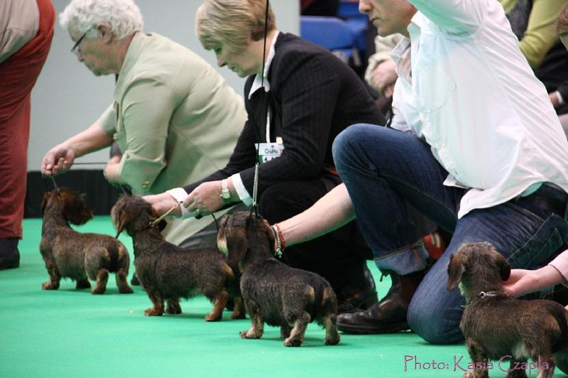 Crufts2011_2 1253.jpg